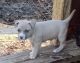 American Bully Puppies for sale in Columbia, SC, USA. price: $15,000