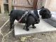 American Bully Puppies for sale in Visalia, CA, USA. price: NA
