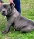 American Bully Puppies for sale in Dublin, GA 31021, USA. price: $800