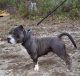American Bully Puppies for sale in Little Rock, AR, USA. price: $1,500