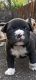 American Bully Puppies for sale in Kochi, Kerala, India. price: NA