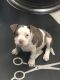 American Bully Puppies for sale in Summit Ave, Greensboro, NC, USA. price: $3,000