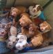 American Bully Puppies for sale in San Antonio, TX, USA. price: $770