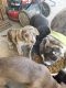 American Bully Puppies for sale in Columbus, OH, USA. price: $5,000