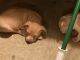American Bully Puppies for sale in Kingsport, TN, USA. price: NA