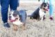 American Bully Puppies for sale in Wichita, KS 67216, USA. price: $2,500