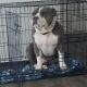 American Bully Puppies for sale in Arlington, TX 76014, USA. price: NA