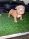 American Bully Puppies for sale in Auburn, WA, USA. price: $3,500