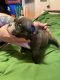 American Bully Puppies for sale in Suisun City, CA 94585, USA. price: NA