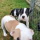 American Bully Puppies for sale in Hoquiam, WA, USA. price: $500