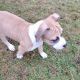 American Bully Puppies for sale in Hoquiam, WA, USA. price: $500