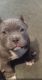 American Bully Puppies for sale in Danville, IL, USA. price: $2,000