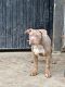 American Bully Puppies for sale in Surrey, BC, Canada. price: NA