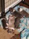 American Bully Puppies for sale in Fuquay-Varina, NC 27526, USA. price: $600