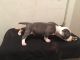American Bully Puppies for sale in Little Rock, AR 72209, USA. price: $1,500
