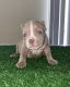 American Bully Puppies for sale in Toronto, ON, Canada. price: $5,000
