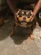 American Bully Puppies for sale in Detroit, MI, USA. price: $1,100
