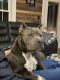American Bully Puppies for sale in Hudson, MI 49247, USA. price: NA