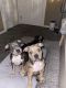American Bully Puppies for sale in Torrance, CA, USA. price: NA