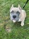 American Bully Puppies for sale in Raleigh, NC, USA. price: $2,750
