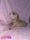 American Bully Puppies for sale in Albuquerque, NM, USA. price: $2,000