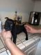 American Bully Puppies for sale in Fresno, CA, USA. price: $500