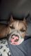 American Bully Puppies for sale in Ennis, TX, USA. price: NA