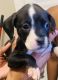 American Bully Puppies for sale in Kalamazoo, MI, USA. price: $350