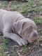 American Bully Puppies for sale in Hollywood, FL 33020, USA. price: $3,000