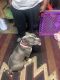 American Bully Puppies for sale in Sacramento, CA 95823, USA. price: $500