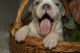 American Bully Puppies for sale in Gainesville, VA, USA. price: NA