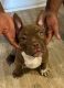 American Bully Puppies for sale in Fort Lauderdale, FL, USA. price: $6,500