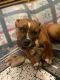 American Bully Puppies for sale in 348 Woodridge Pl, Manitowoc, WI 54220, USA. price: NA