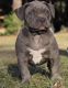 American Bully Puppies for sale in Spring Hill, FL, USA. price: NA