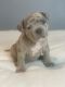 American Bully Puppies for sale in Lancaster, PA, USA. price: NA