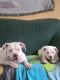 American Bully Puppies for sale in Good Thunder, MN 56037, USA. price: $700