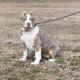 American Bully Puppies for sale in Williamsburg, VA, USA. price: NA