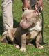 American Bully Puppies for sale in Dublin, GA 31021, USA. price: $400