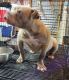 American Bully Puppies for sale in Dublin, GA 31021, USA. price: $500