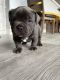 American Bully Puppies for sale in Henderson, NV 89012, USA. price: NA