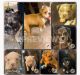 American Bully Puppies for sale in Houston, TX 77063, USA. price: $1,200