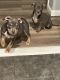 American Bully Puppies for sale in Detroit, MI 48227, USA. price: $1,500