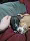 American Bully Puppies for sale in Lake Worth, TX, USA. price: $300