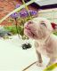 American Bully Puppies for sale in Los Angeles, CA, USA. price: $450