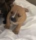 American Bully Puppies for sale in Toledo, OH 43609, USA. price: $500
