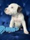 American Bully Puppies for sale in Charlotte, NC, USA. price: $300