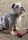 American Bully Puppies for sale in Lexington, KY, USA. price: $4,500