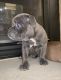 American Bully Puppies for sale in Twin Cities, MN, USA. price: NA