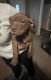American Bully Puppies for sale in Little Rock, AR 72205, USA. price: NA
