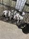 American Bully Puppies for sale in Valdosta, GA, USA. price: $800